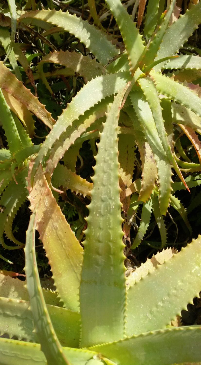 Aloe vera o aloe pubescens?